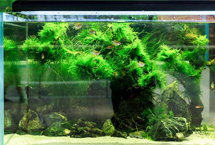 鱼缸上的水垢怎么去除 两种方法轻松搞定