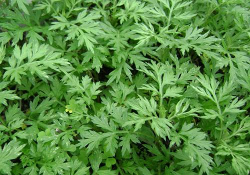 用艾叶熏房间竟有这几种好处！