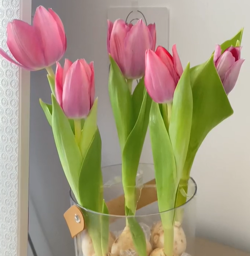 不适合养的5种绿植，一定要留心